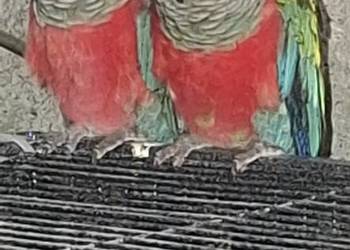 Rudosterki Czerwono brzuche