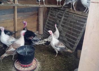 Sprzedam indyki likwidacja chdowli