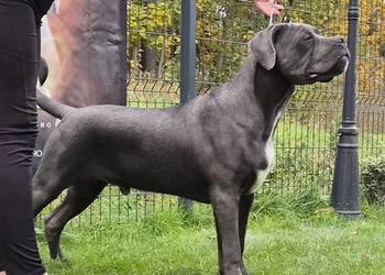 Piękny szary szczeniak pies Cane Corso ZKwP (FCI)