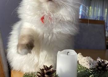 Gotowe do odbioru Ragdoll FPL