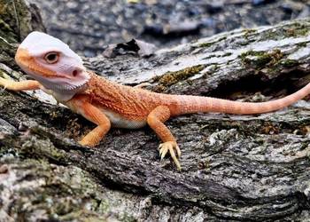 Agama brodata Half monster