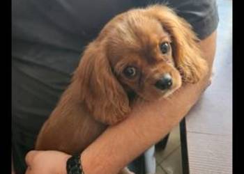 Cavalier king charls  spaniel
