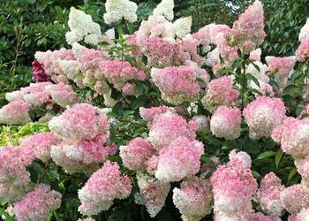 ZAMÓW JUŻ DZIŚ Z ZIMOWĄ CENĄ
WYSYŁKA PO 15 MARCA!
? Hortensja bukietowa ‘V