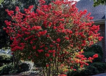 LAGERSTROEMIA MAGNIFICA RUBRA - sadzonki w doniczkach