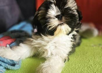 Shih Tzu chłopiec