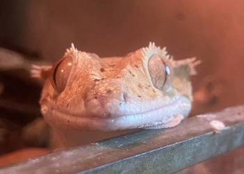 gekon orzęsiony odmiany dalmatian wraz z terrarium
