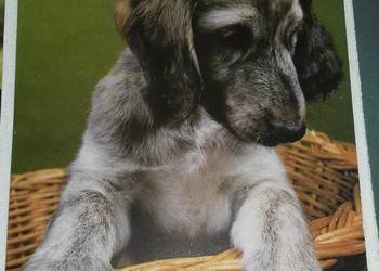 Kartki pocztowe z psami