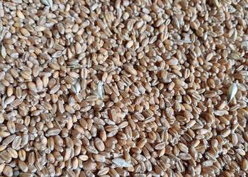 Pszenica Ozima Elektra Pszenica Ozima Elektra