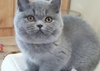 Piękna koteczka  Rodowód Międzynarodowy FPL