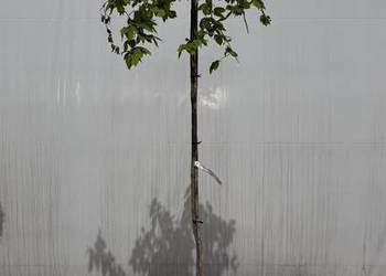 Grab pospolity "Pendula" Pa 200cm