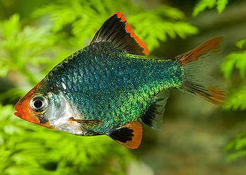 Brzanka sumatrzańska zielona - Brzanka mszysta - Barbus