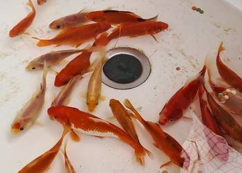 Karaś karp koi ozdobne rybki do oczka