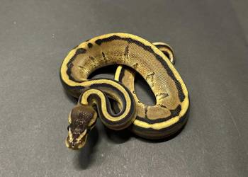 Pyton regius - Genetic Stripe