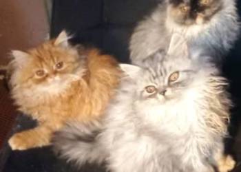 kocięta perskie 2.5 msc