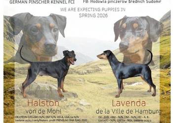 PINCZER ŚREDNI NIEMIECKI - ZAPISY - odbiór VI 2026 czarne podpalane