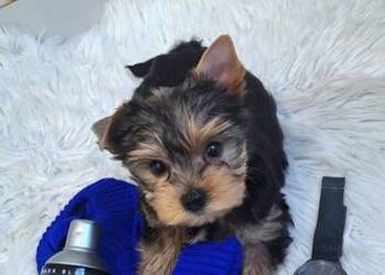 Śliczny piesek yorkshire terrier