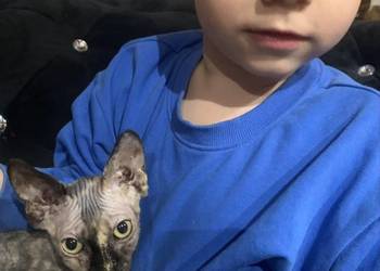 Sfinks Kanadyjski. Diablica do odbioru. Rodowód