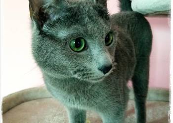 Kocurek rosyjski niebieski z rodowodem WCF do płatnej adopcji