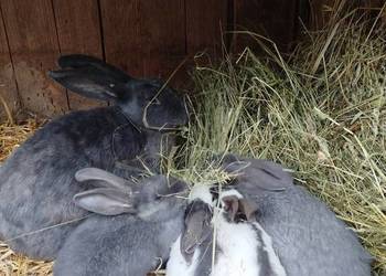 Srokacze niebieskie młode