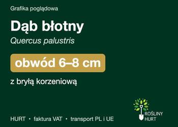 Dąb błotny (Quercus palustris) obwód 6-8 cm, z bryłą – HURT