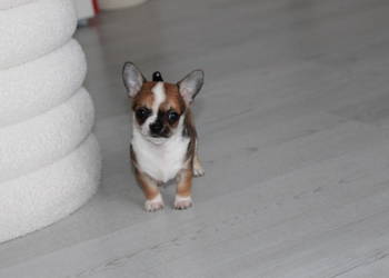 Chihuahua samiec długowłosy ZKwP FCI! Prawdziwy rodowód!