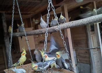 Papugi faliste i nimfy