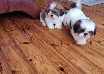 Shih Tzu - piękny szczeniaczek