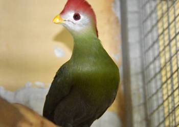 Turaco Angolskie para ( Tauraco erythrolophus)