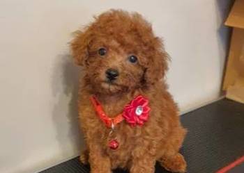 Pudel Toy,pudelek red śliczna suczka