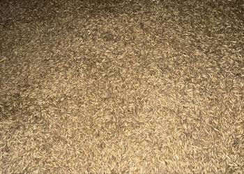 Sprzedam owies 2025 pasza opał