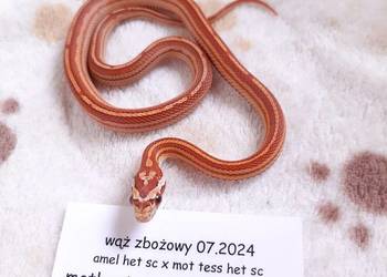 Wąż zbożowy, zbożówka pasiasta samczyk roczny