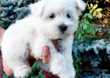 West highland white terrier szczeniak