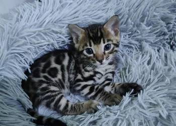 koty bengalskie kot bengalski Benjamin miot B Felis polonia FPL