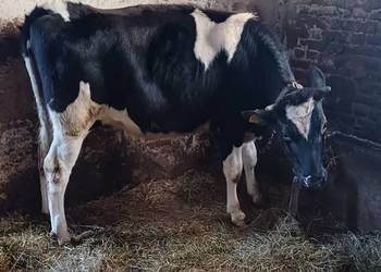 Sprzedam Jałówke pod zacielenie