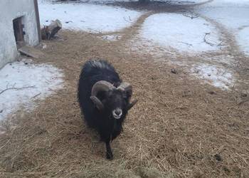 Baran Quessant - sprzedaż