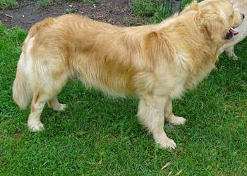 Piękny golden retriever