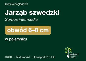 Jarząb szwedzki (Sorbus intermedia) obwód 6-8 cm, w pojemniku – HURT