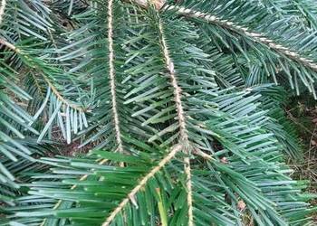 Stroisz jodłowy - jodła pospolita, gałęzie