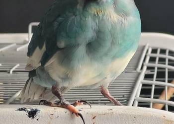 Ptak papuga kozia modrolotka niebieska