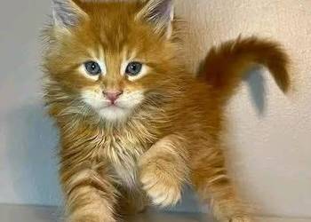 Kociak maine coon okazja!