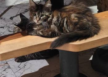 Śliczna kotka rasy Maine coon z rodowodem