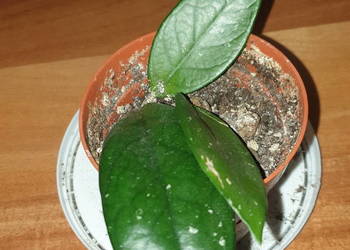 Hoya , hoja, kwiat rosnący, nr 4