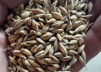 Jeczmien ozimy paszowy