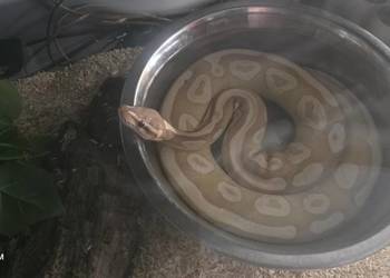 Pyton królewski python regius samiec banana mojave