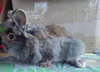 Króliki króliki polecam