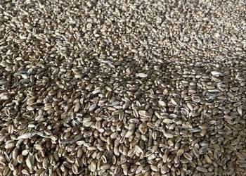 Pszenica jara Arabelka 2025