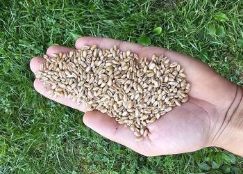 Pszenica Fenomen oczyszczona