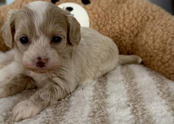 Maltipoo piękne dziewczynki