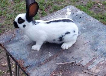 Sprzedam mlode kroliki srokacz niemiecki