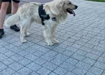 Reproduktor Golden Retriever - Krycie